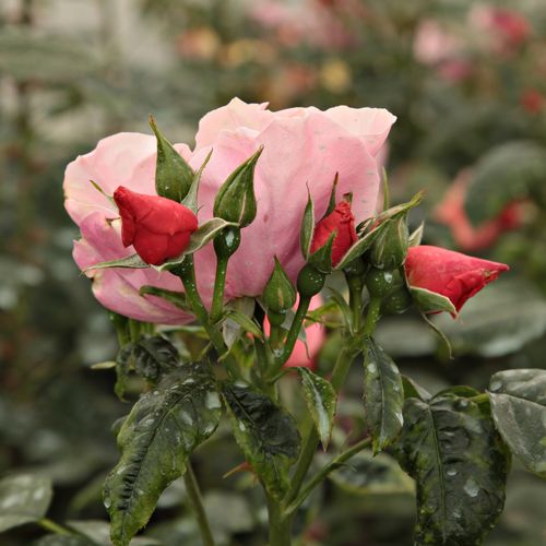 Rosa  Fáy Aladár - oranžová - růžová - Stromková růže s klasickými květy - stromková růže s keřovitým tvarem koruny